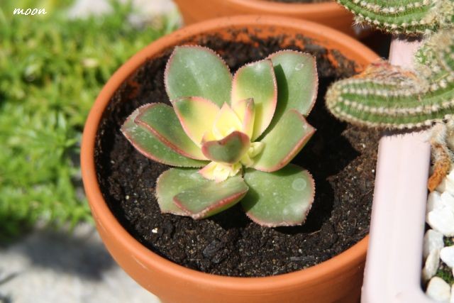 aeonium